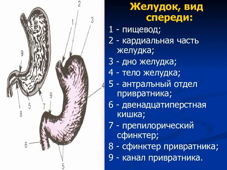 2 пищевод. Пилорический отдел желудка латынь. Кардиальный отдел желудка анатомия. Отделы желудка кардиальная часть. Кардиальное отверстие желудка.