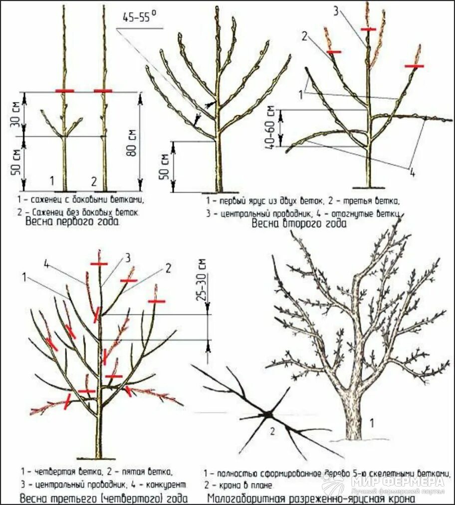 Как подрезать яблоню весной. Схема обрезки яблони весной. Подрезка яблонь весной схема. Правильная обрезка яблони схема. Обрезка саженцев яблонь весной схема.