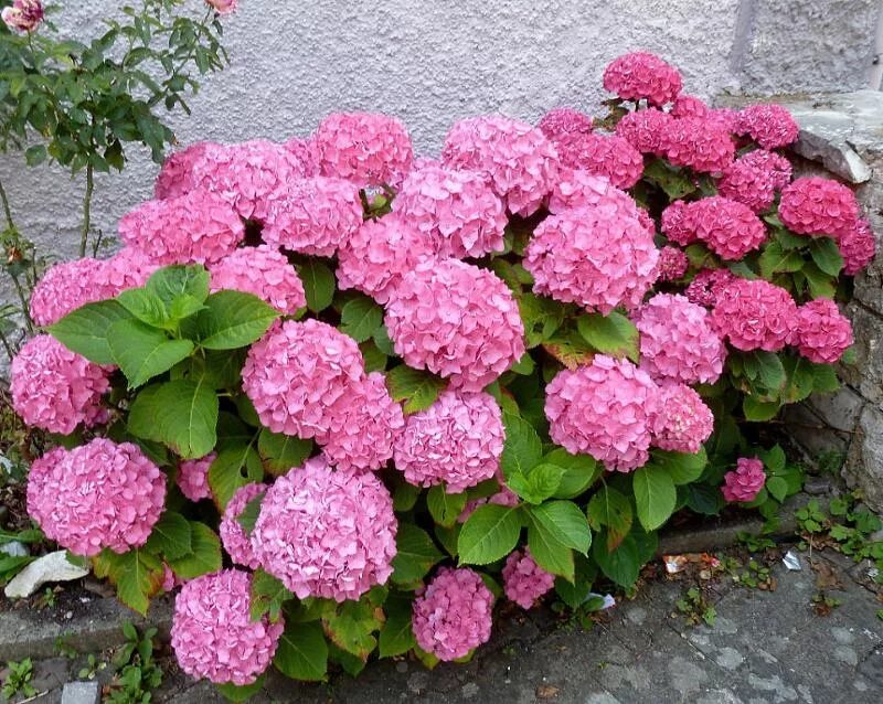 Крупнолистные : Hydrangea macrophylla Endless Summer Original. Гортензия крупнол