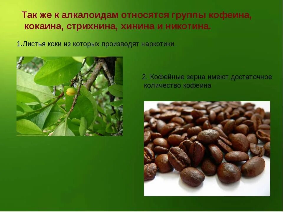 Алкалоид в чайных листьях 6. Кофеин структурная формула. Действие кофеина на дыхательный центр. Состав чайного листа. Алкалоид в чайных листьях 6.