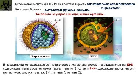 Строение вирусов биология 9 класс