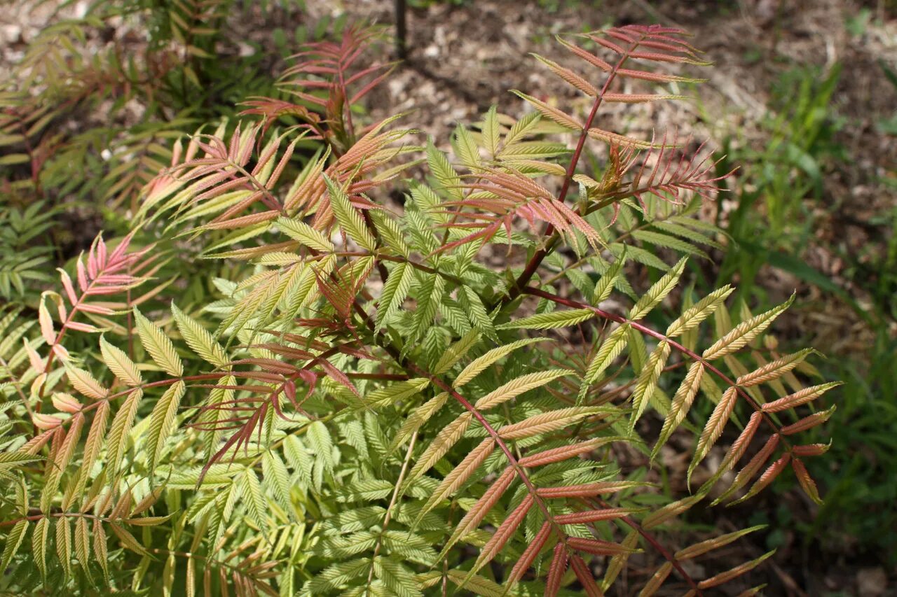 Рябинник рябинолистный сорта. Рябинник сэм. Рябинник рябинолистный (sorbaria sorbifolia `sem`). Рябинник рябинолистный сэм. Рябинник сэм.