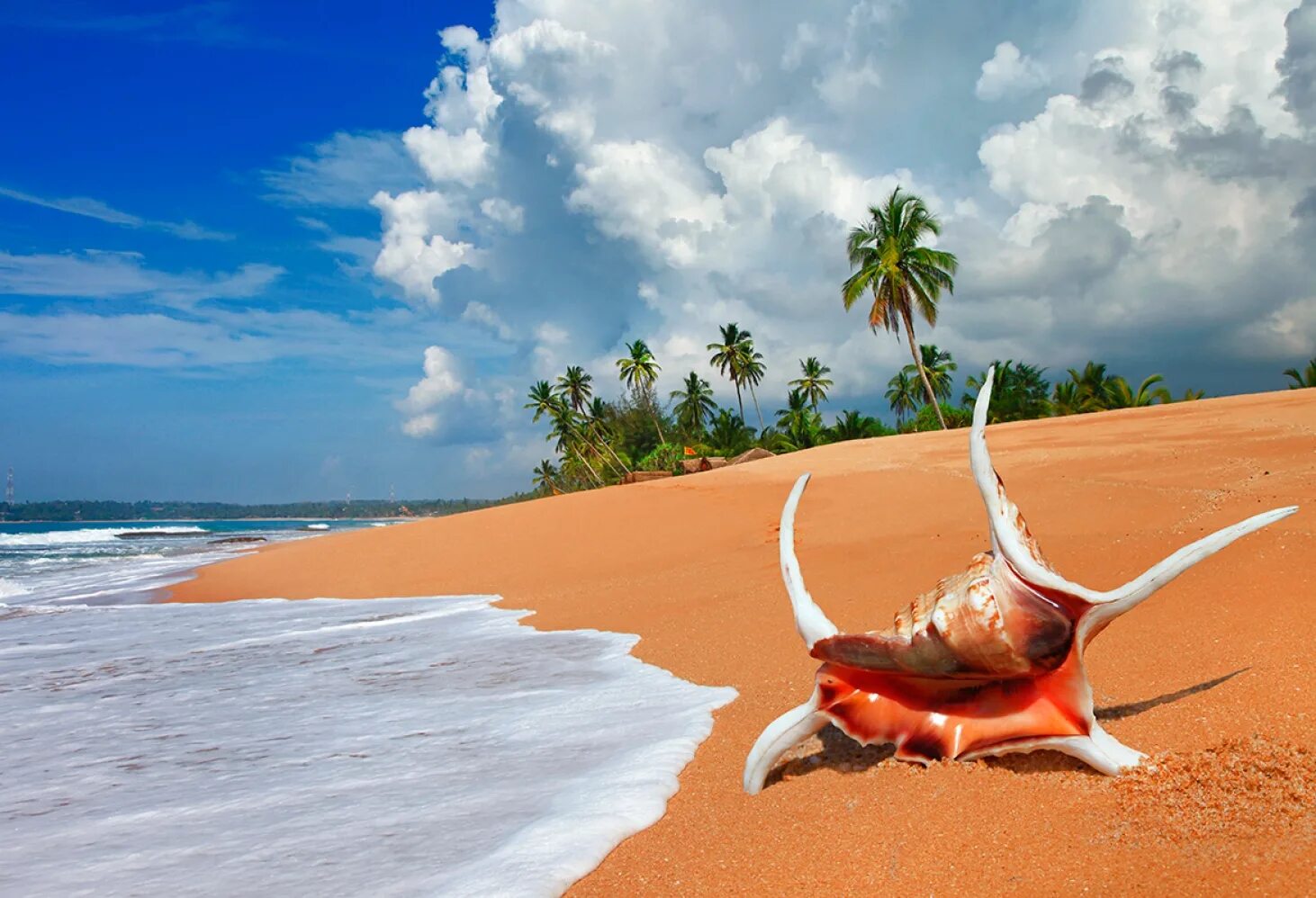 А под пальмой краб. Шри Ланка море. Тропический пляж. Шри Ланка пляжи. Шри Ланка океан.