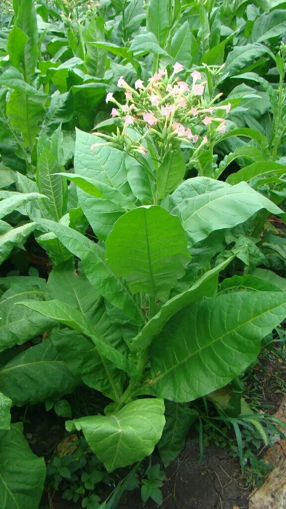 семена табака курительного для выращивания. табак курительный самосад. рассада табака вирджиния 202. табак ред гренни. табак гавана гавриш.