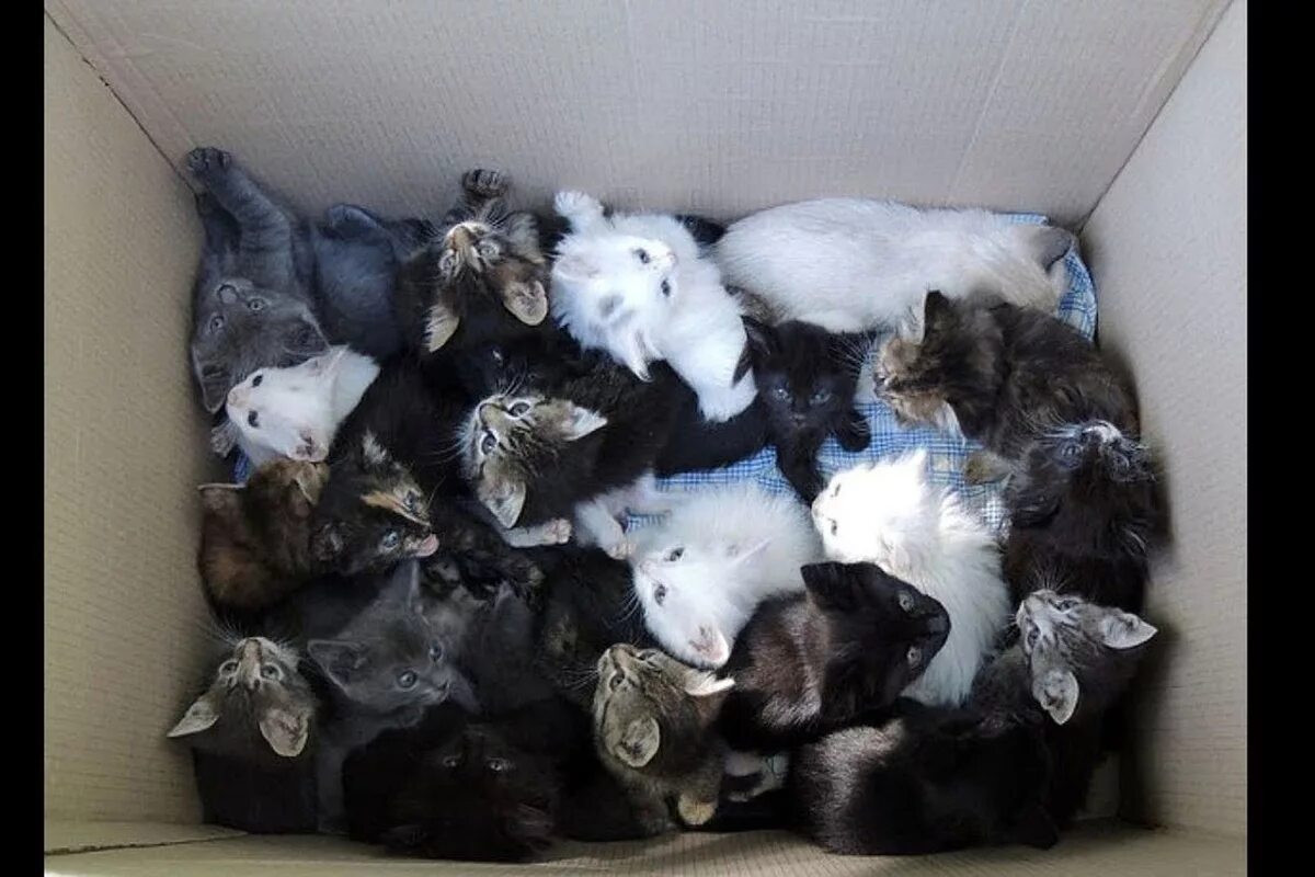 9 babies, Rare moment when they all sit still Beautiful cats, Beautiful kittens,