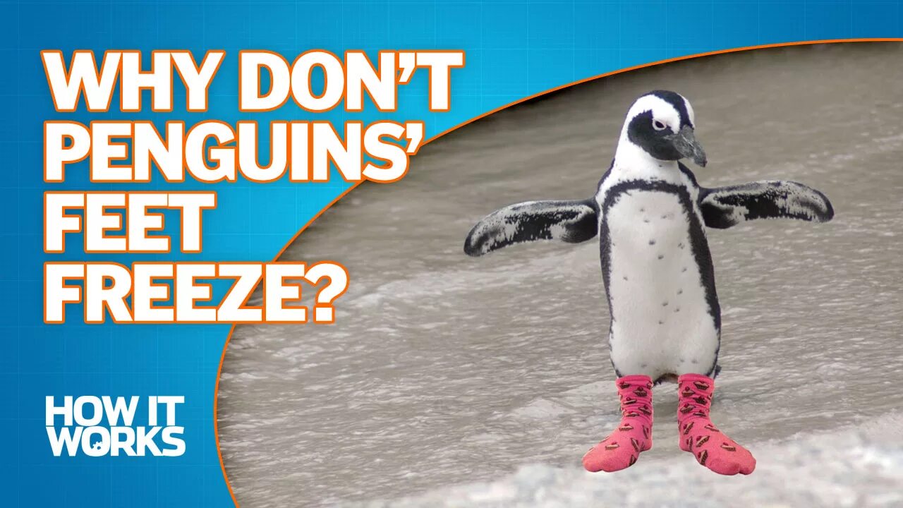 Freeze video. Пингвин dont. Freezing Пингвин. Пингвин Флиппер. Penguin feet.