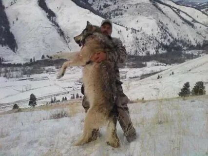 Взрослый волк весит