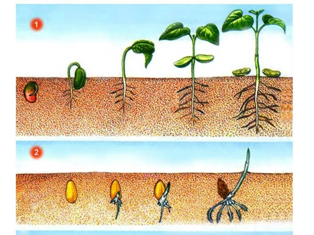 Рост движение и развитие растений. Надземное прорастание семян. Прорастание семян проросток. Надземное и подземное прорастание семян. Порядок фаз прорастания семян.