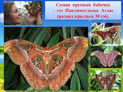 Размах крыльев большой бабочки