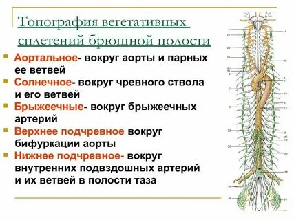 Узел нервного волокна