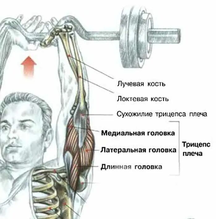 Как накачать длинную. Медиальная головка трицепса анатомия. Латеральная головка трицепса анатомия. Длинная головка трицепса плеча. Тренажер на длинная головка трицепса.