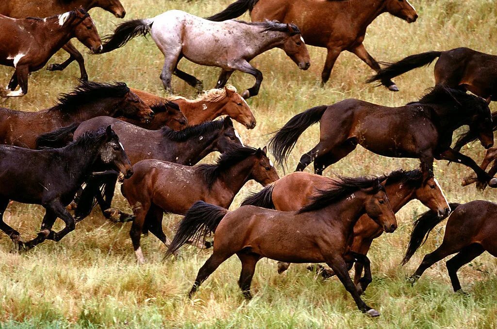 Маныч гудило мустанги. Воронцовский конный завод переславль-залесский. Табун под цифрой 6. Табун лошадей на природе. Табуны лошадей в дикой природе.