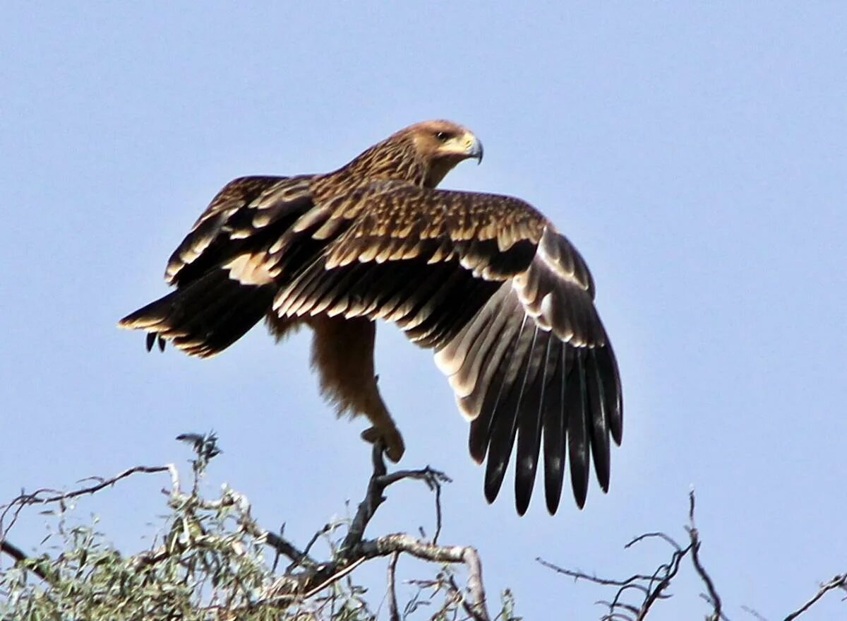 Могильник. Могильник (aquila heliaca). орел-могильник (aquila heliaca. могильник aquila heliaca savigny, 1809. императорский орел могильник.