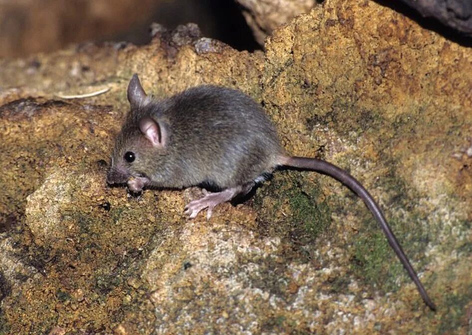Домовая мышь млекопитающее длина. Mus musculus домовая мышь. Акомис иглистая мышь. Домовая мышь mus musculus Linnaeus. Домовая полёвки.
