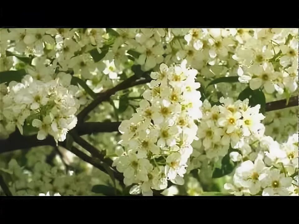 Поляну лесную и черемуху в белом. Поляну лесную и черемуху в белом