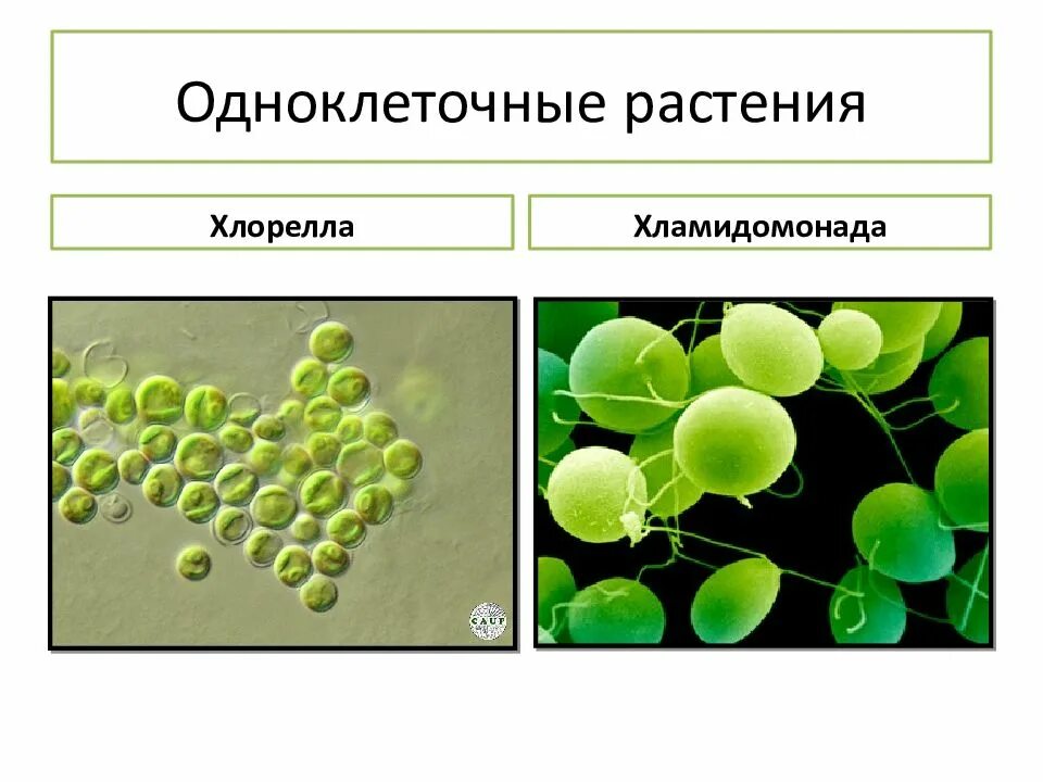 Одноклеточные растения хлорелла. Одноклеточные организмы растения. Одноклеточные растительные организмы. Одноклеточные растения хламидомонада.