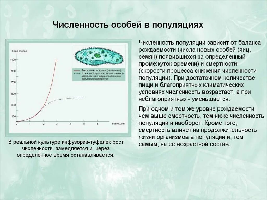 Увеличение численности особей в популяции. Численность особей популяции. популяция презентация. популяция структурная единица вида единица эволюции. численность популяции презентация.