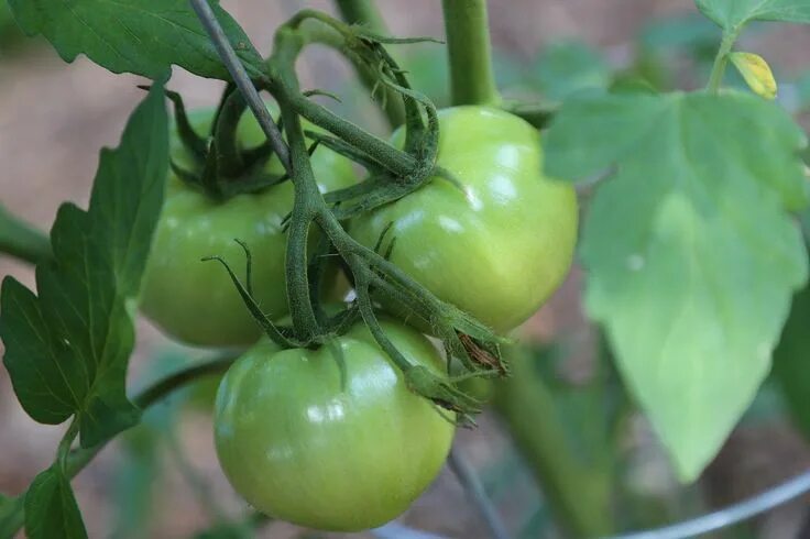 July12 Garden update YouTube