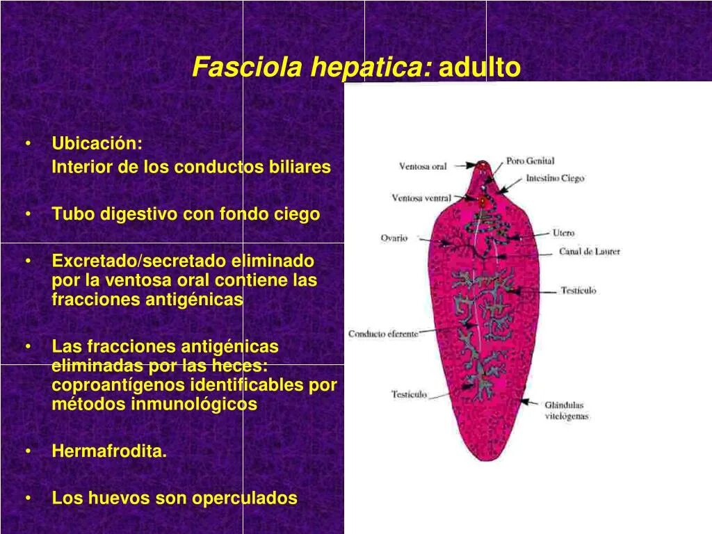 Марита Fasciola hepatica. Строение фасциолы гепатика. Фасциола гепатика Марита. Трематоды Fasciola hepatica.