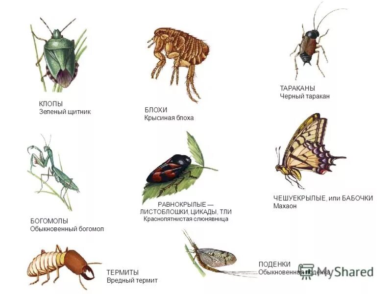 Насекомые томской области. Тип развития клопа щитника. Отряды насекомых блохи. Тип развития клопов полужесткокрылые. Хищный клоп.
