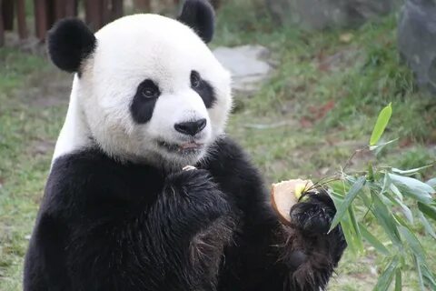 Panda where are you