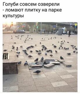 Голубь прикол