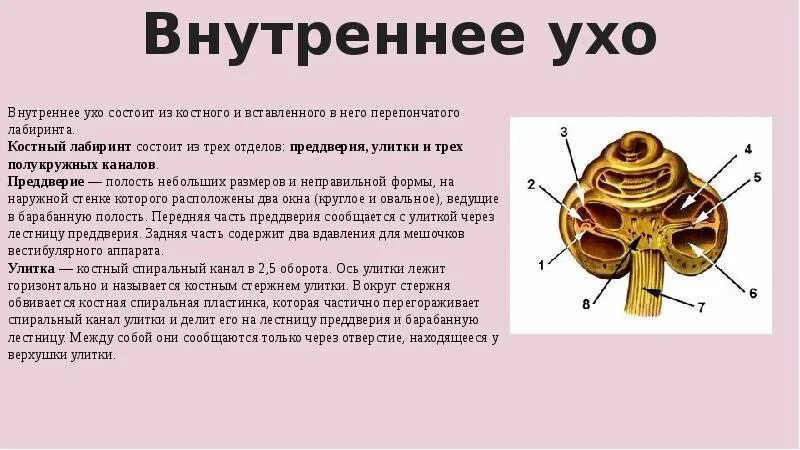 Внутреннее ухо находится в толще. Слуховой анализатор физиология улитка. Строение улитки внутреннего уха. Внутреннее ухо костный Лабиринт. Слуховой анализатор строение улитки.