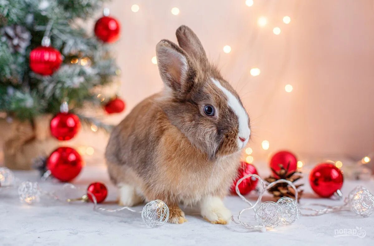 Год кролика хороший. Новогодний кролик. Кролик новый год. Кролик на новогодний стол. С новым годом кролика.
