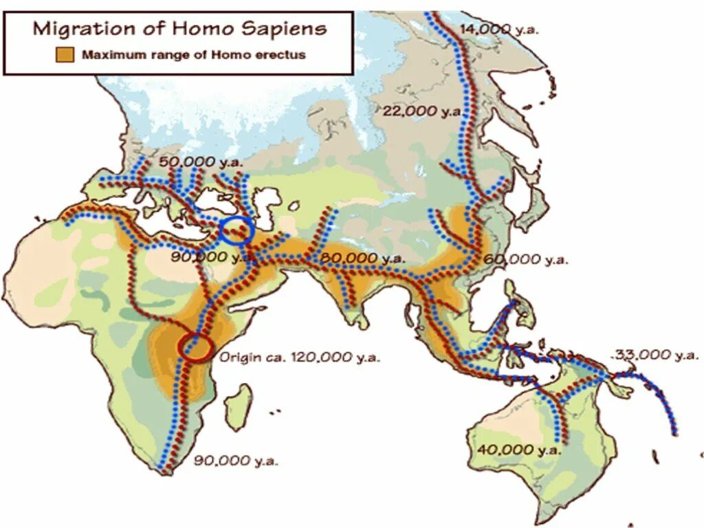 Аварийное расселение людей. Расселение людей по земному шару. Расселение homo sapiens по планете. Карта расселения homo sapiens. Карта расселения человека на земле.