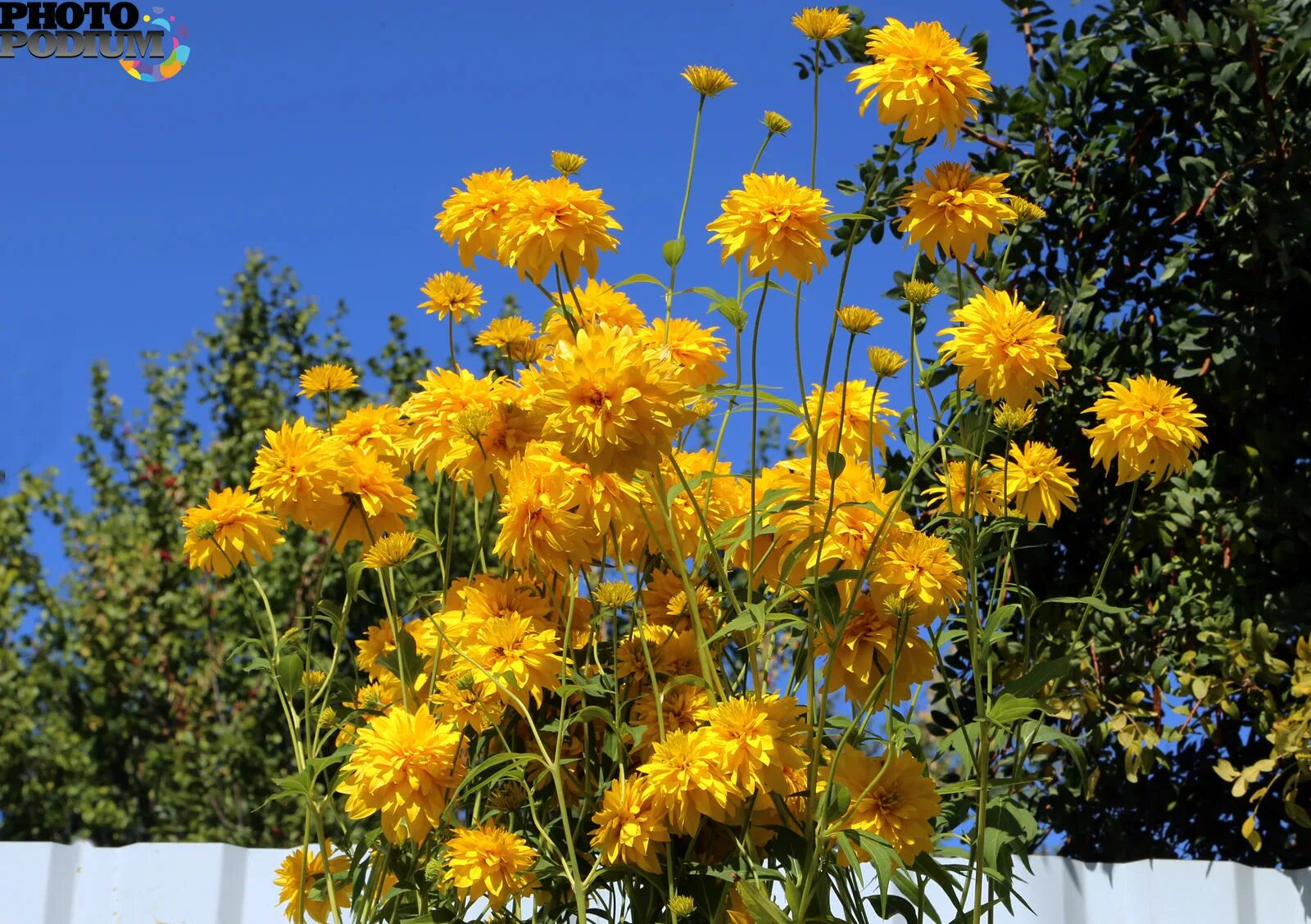 Золотой шар чайковский. Рудбекия золотой шар. Asteraceae золотые шары. Корни у цветка золотой шар.