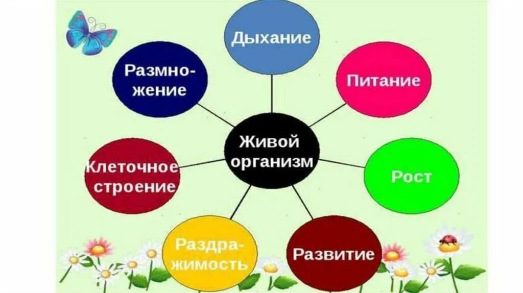 Назвать свойства живого. Свойства живого. Признаки живых систем. Свойства живого схема. Свойства живых организмов 9 класс.