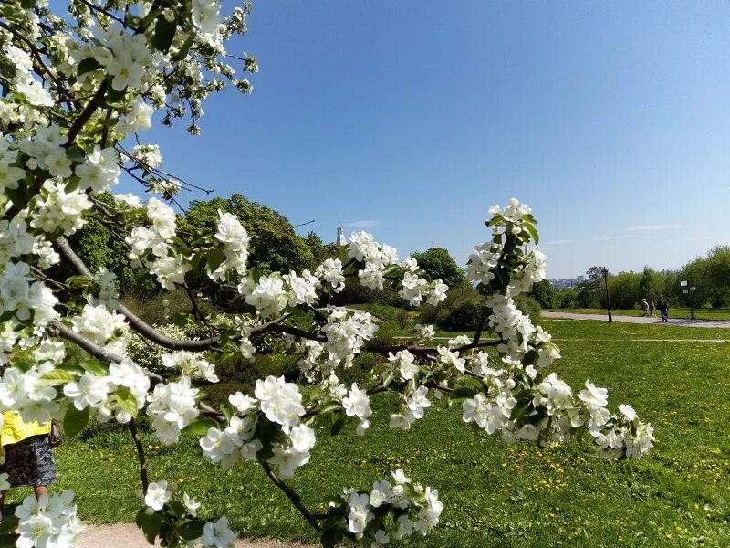 Москва сейчас деревья. Царицыно цветение яблонь 2023. Царицыно что цветет. Вишневые деревья в Царицыно.