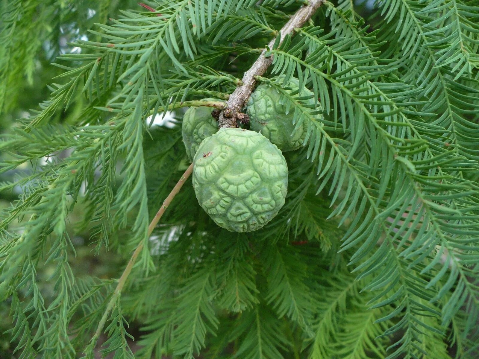 Таксодиум двурядный болотный кипарис. Болотного кипариса (taxodium). Таксодиум обыкновенный. Таксодиум двурядный дерево. Таксодиум.