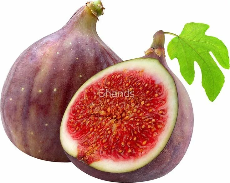 Fig update