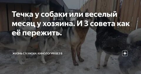Как отвадить кобеля от течной собаки