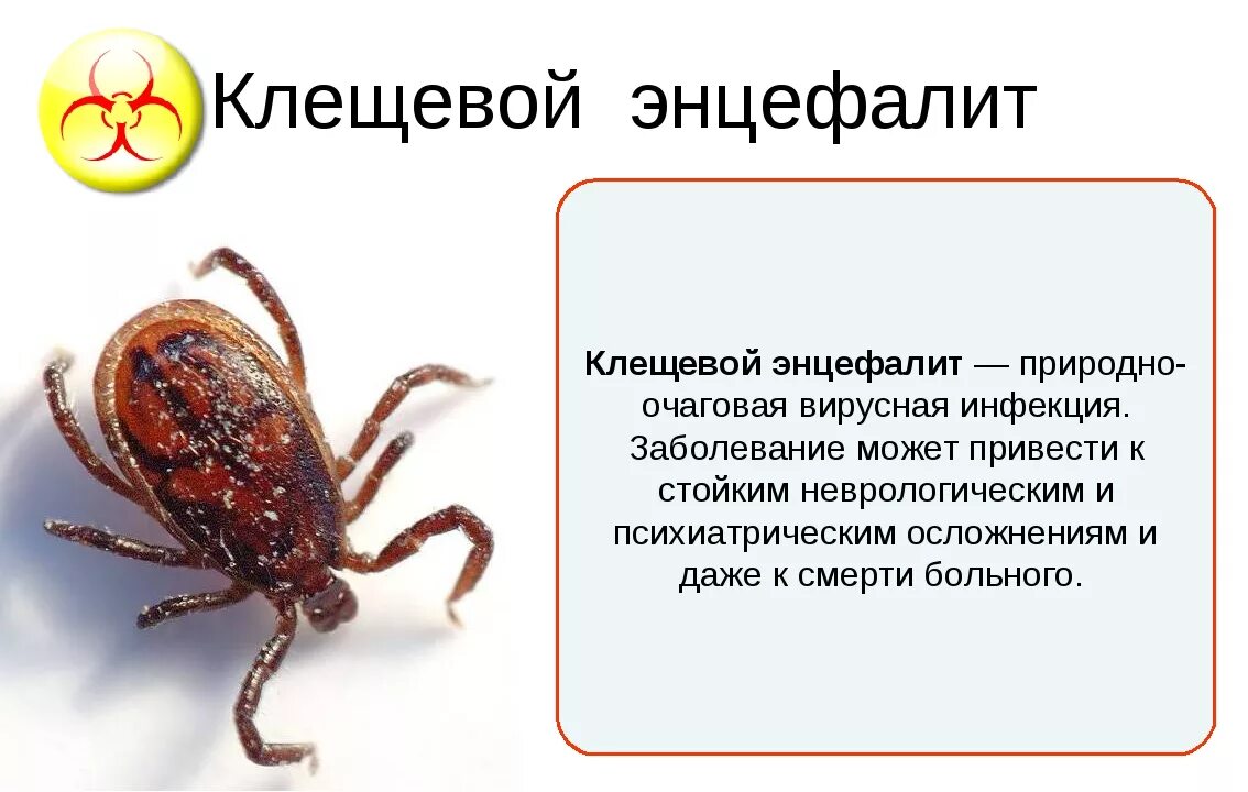 Как начинается энцефалит. Клещевой энцефалит это вирусное заболевание. клещевые инфекции клещевой энцефалит. как выглядит болезнь клещевой энцефалит. энцефалит переносят клещи.