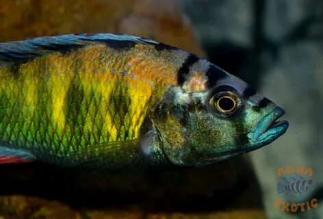 Victorian cichlids