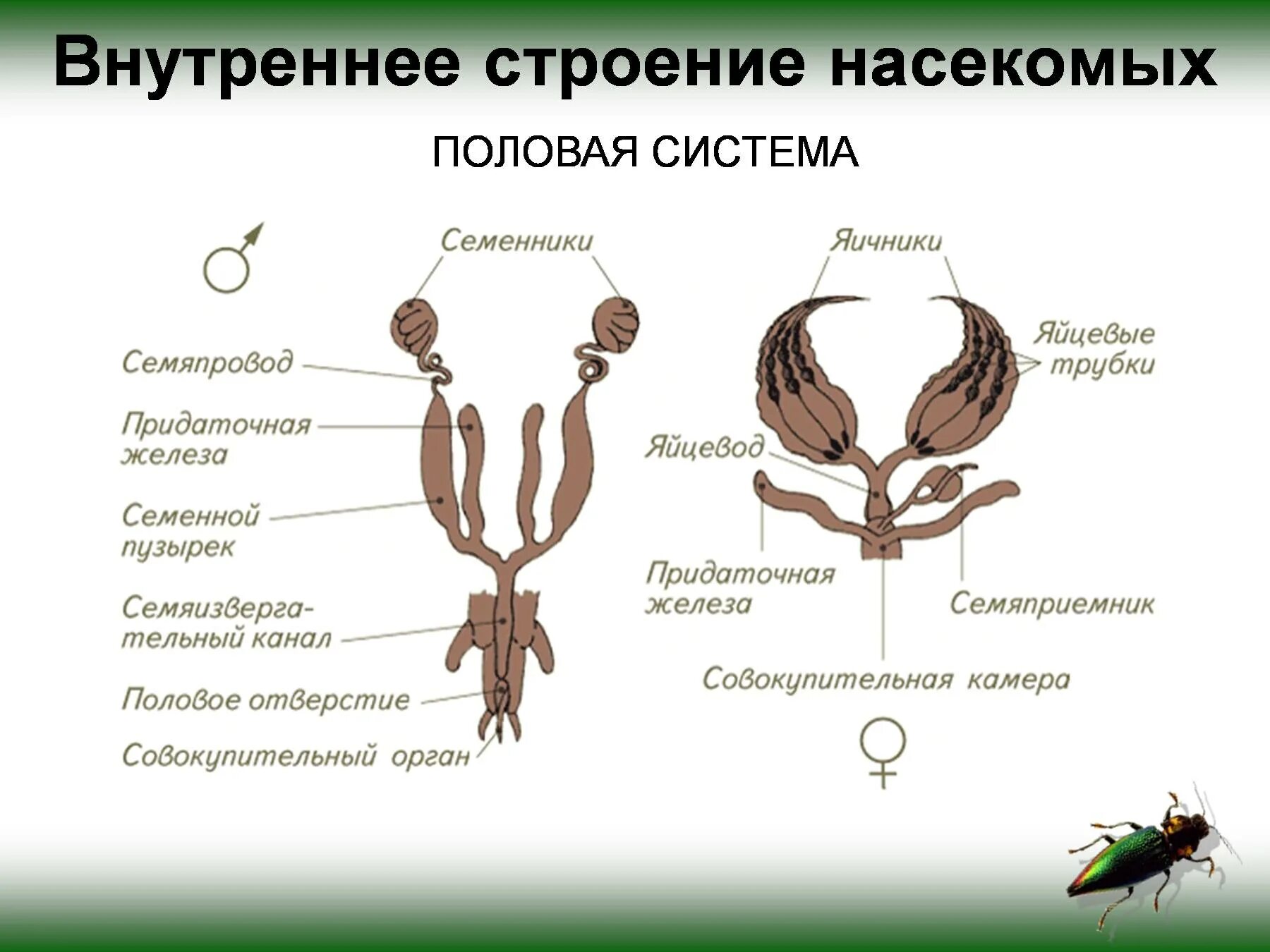 Упрощение внутреннего и внешнего строения