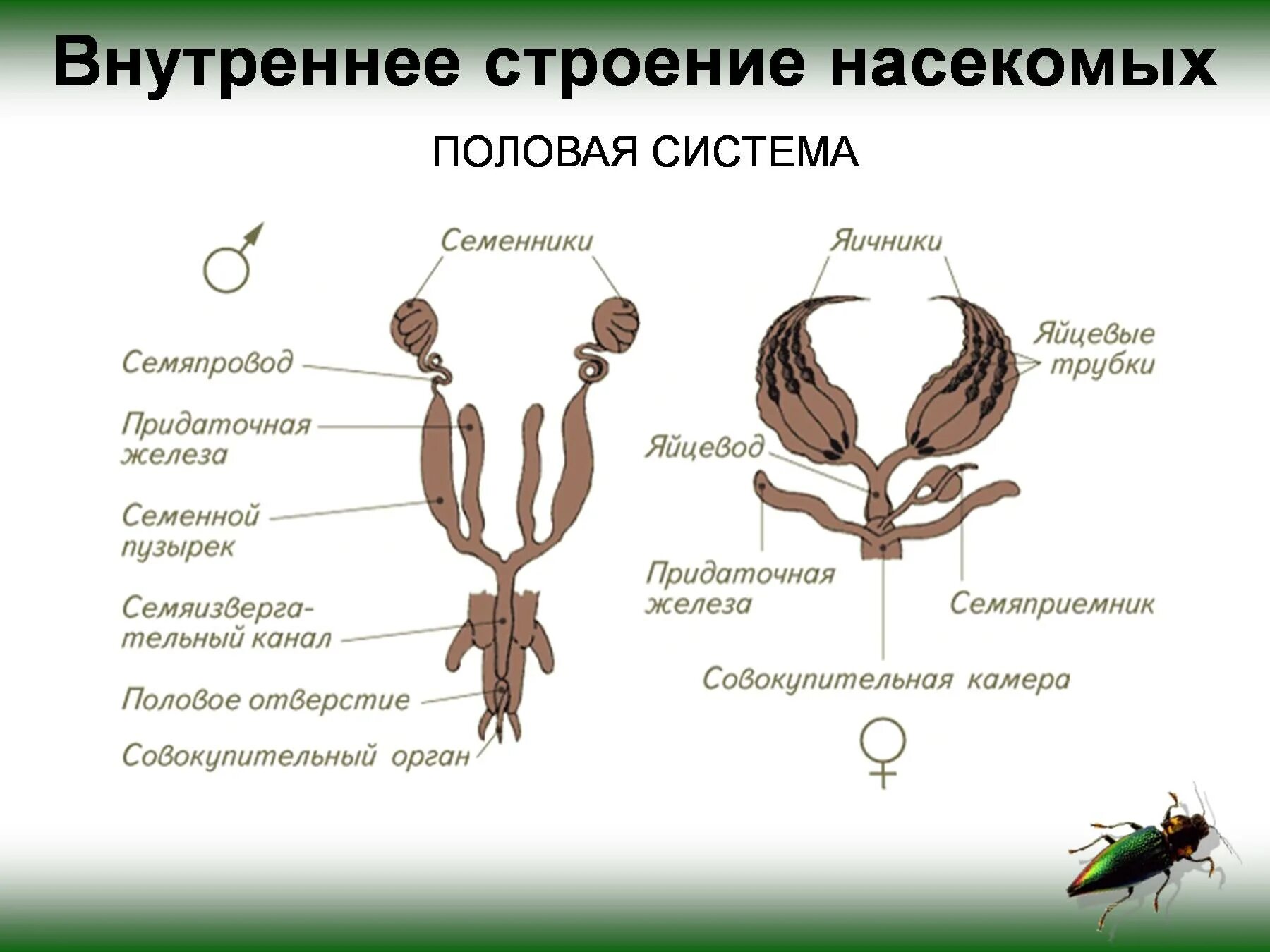 Класс насекомые половая система. Структуры половой системы насекомых. Членистоногие система органов размножение. Внутреннее строение майского хруща. Назовите органы размножения