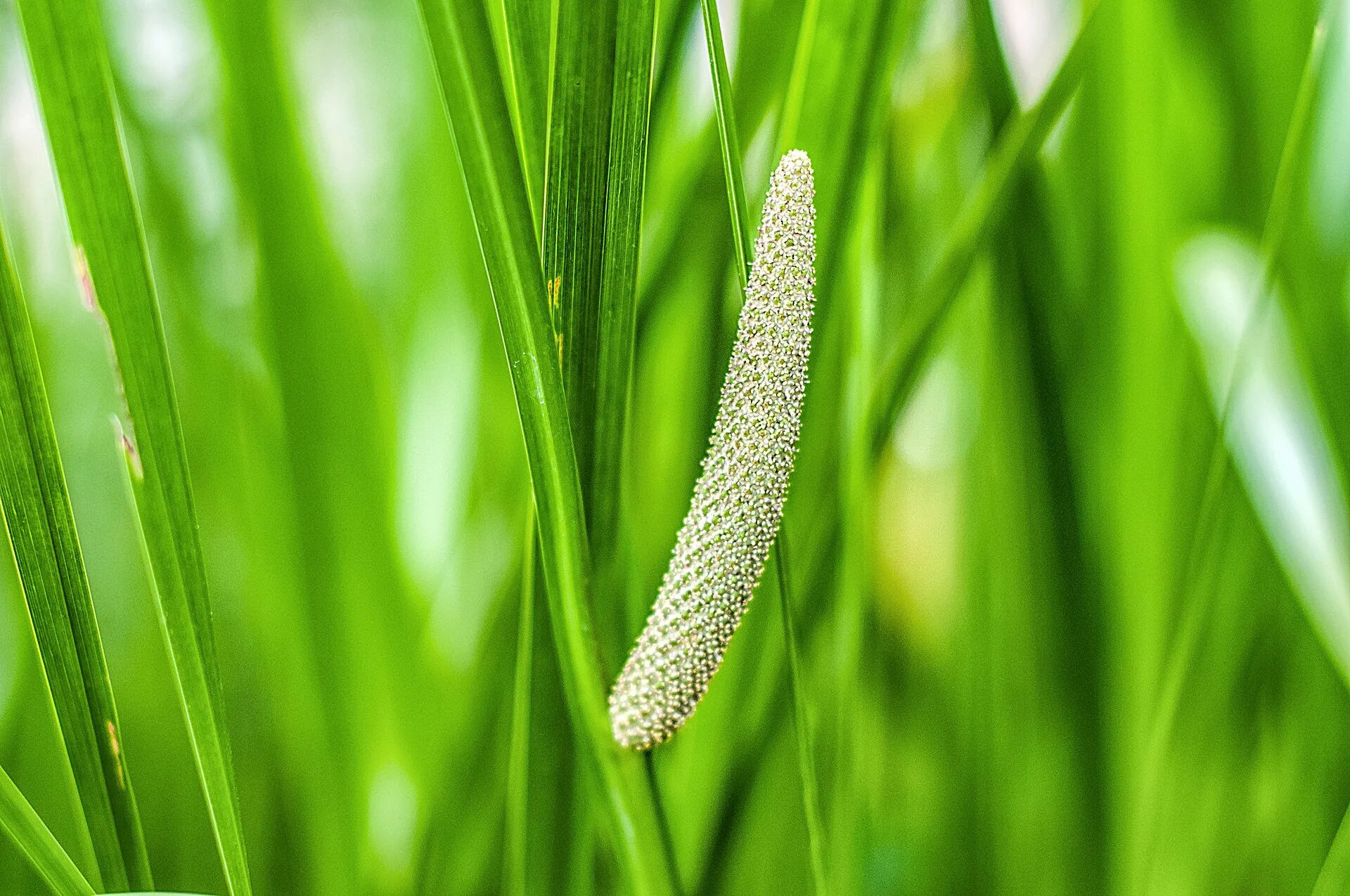 Стали аира. АИР обыкновенный - Acorus Calamus. АИР болотный (Acorus Calamus). Acorus SP. – АИР болотный. 12. АИР болотный.