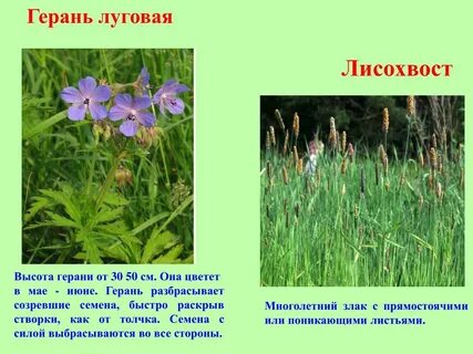 Мужские названия растений
