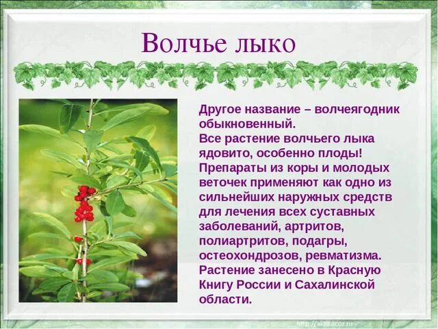 Белена ядовитое растение. Рассказ о растении. Подготовь сообщение о любых ядовитых растениях. Гриб вороний глаз и волчье лыко. Сообщение о ядовитых растениях.