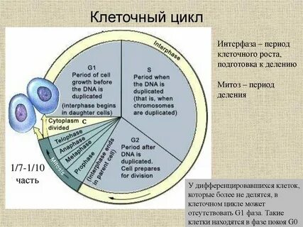 Интерфаза и фазы митоза