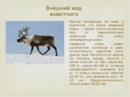 Продолжительность жизни оленя