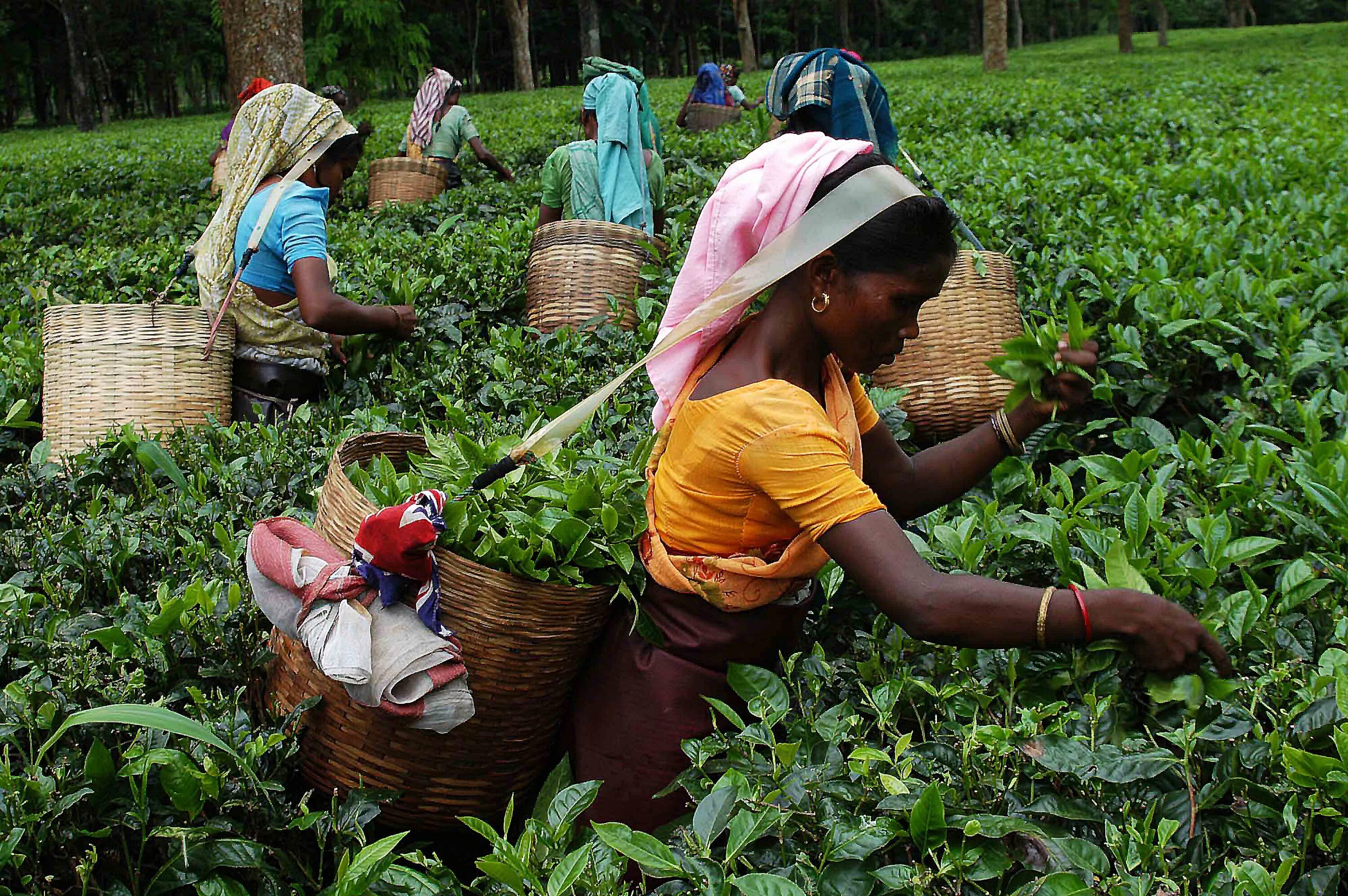 B0k3p india. Плантации чая в Индии. Индия чайные плантации Ассам. Сбор чая на плантации в Индии. Индийский чай в Индии.