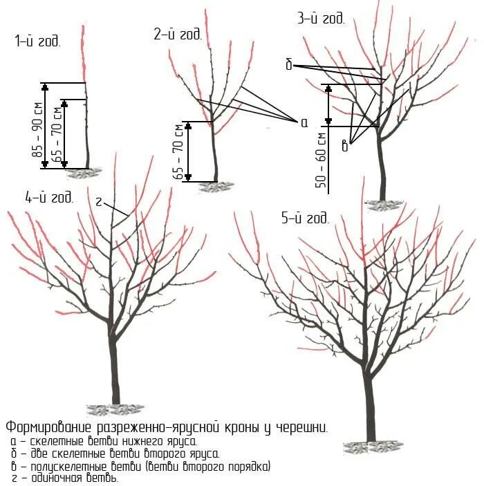 Можно ли посадить вишню. Обрезка черешни весной схема. Весенняя обрезка черешни схема. Правильная обрезка вишни весной схема.