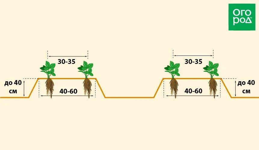 Расстояние грядок клубники. Схема посадки земляники садовой. Схема посадки клубники осенью в открытый грунт. Схема посадки клубники усами. Схема посадки клубники в открытом грунте.