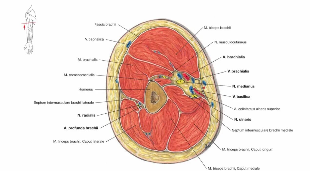 Топографические срезы. Поперечный срез плеча верхняя треть. Топография плеча поперечный срез. Поперечные срезы плеча топографическая анатомия. Поперечные срезы верхней конечности.