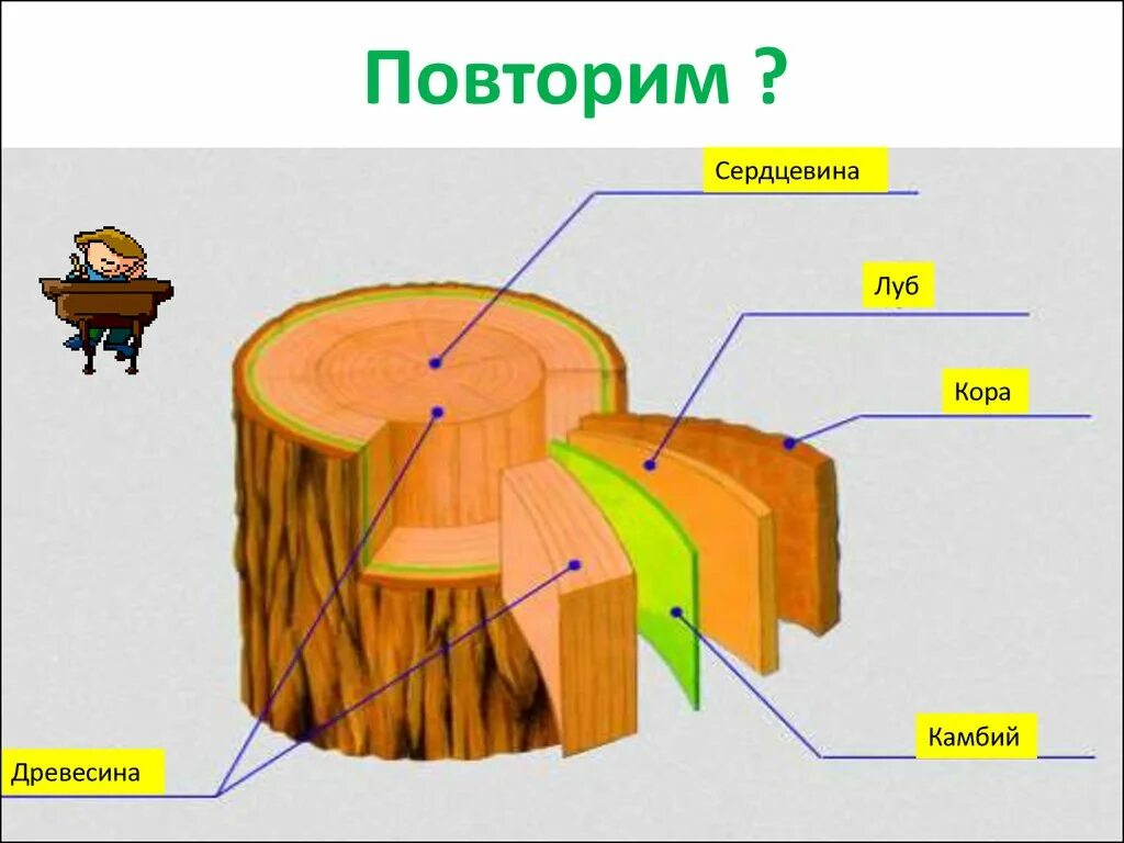 Строение коры дерева Луб и.