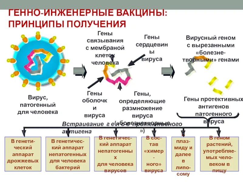 Генная инженерия вакцины. Генно инженерные рекомбинантные вакцины. Химерные вакцины. Генноинженерные вакцины схема. Генная инженерия вакцины.